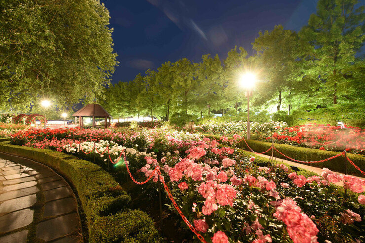 곡성세계장미축제