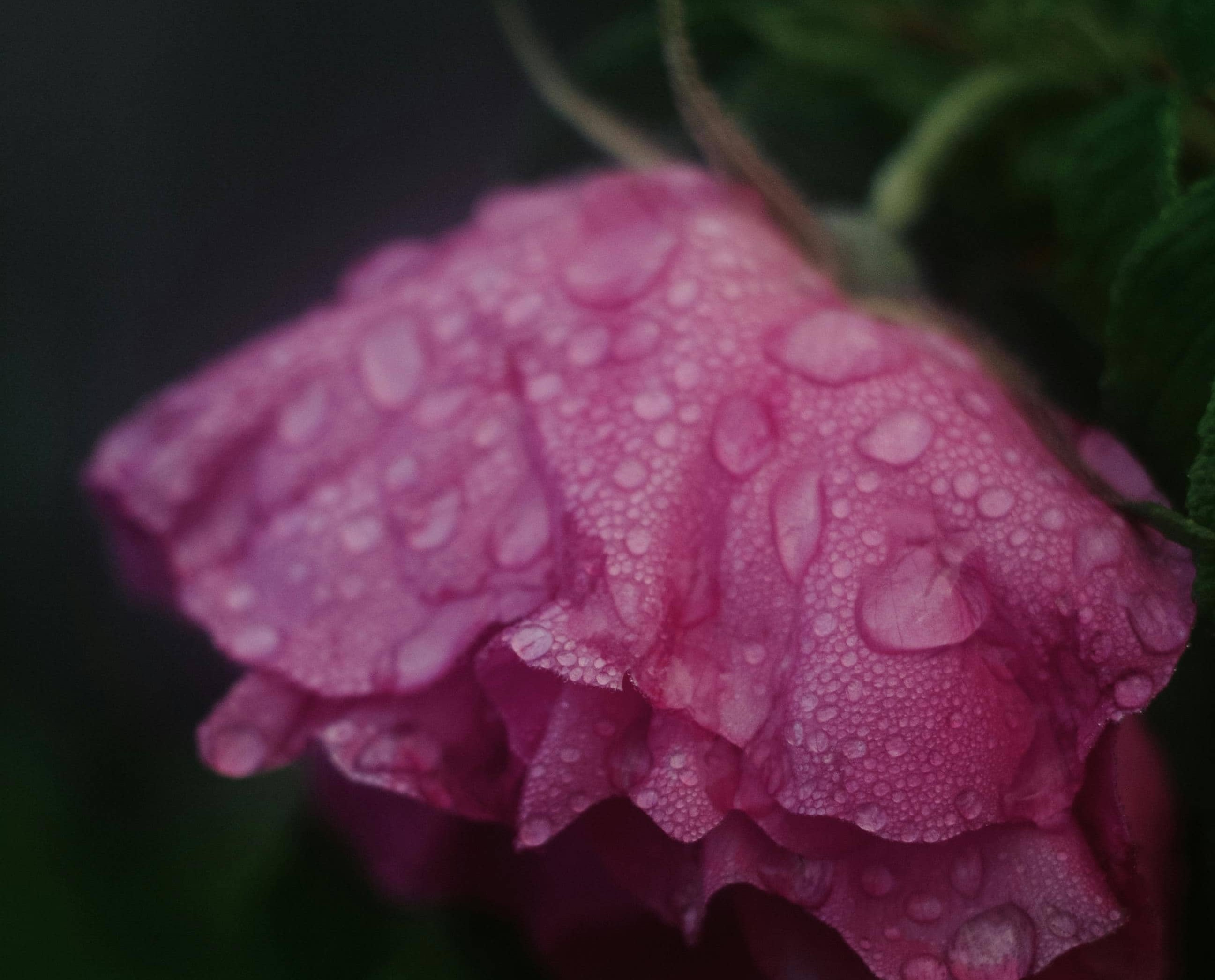 『1리터의 눈물』