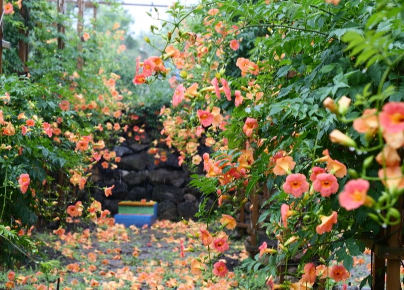 제주 비체올린 능소화 축제