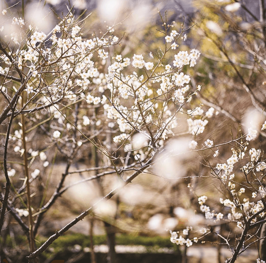 화담숲 예약하기 예매 꿀팁 봄 모노레일 가격
