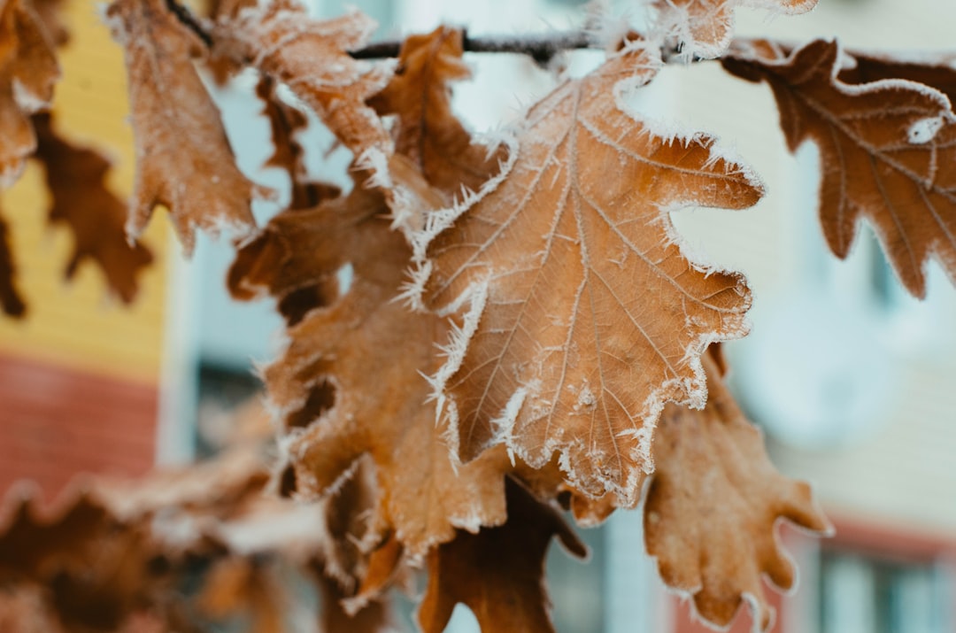 Autumn.