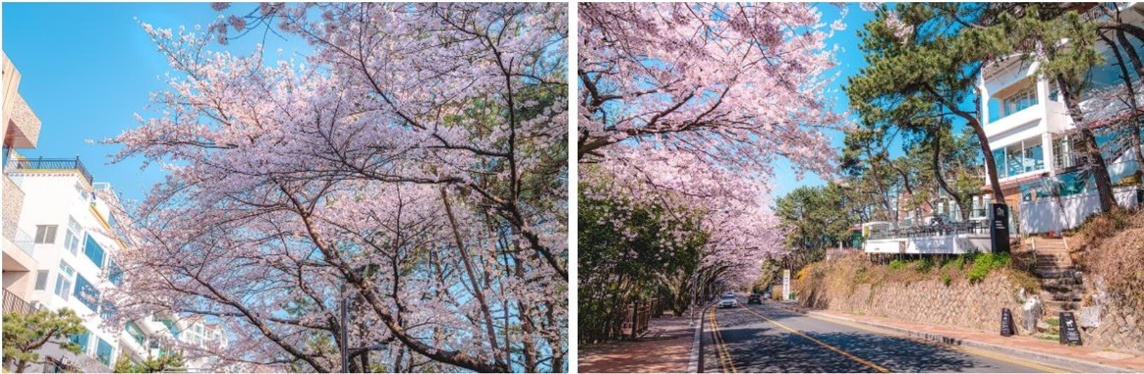 해운대 달맞이길