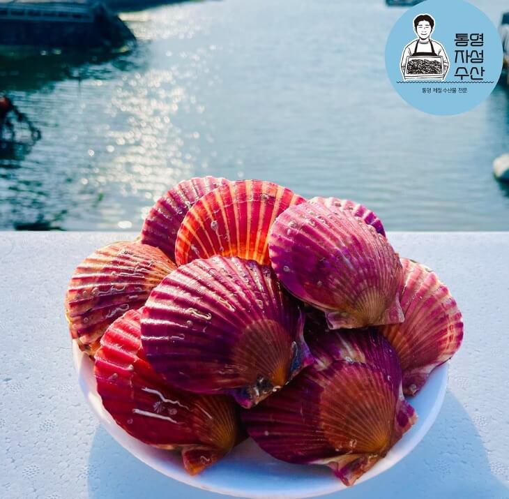 6시내고향 경남 통영의 수산물 전문점 통영자성수산 비단가리비 주문방법