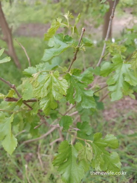 자연 그대로 자란 잎 모양이 다양한 뽕잎 – 체지방 감소와 포만감에 좋은 뽕잎 효능의 실제 모습