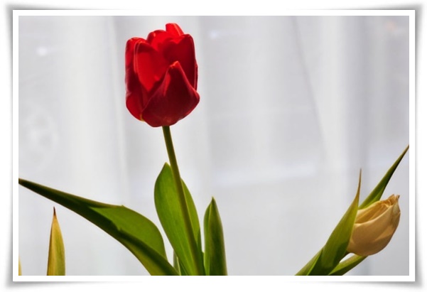 "튤립" 매력적인 봄의 대표적인 꽃, 튤립의 매력!