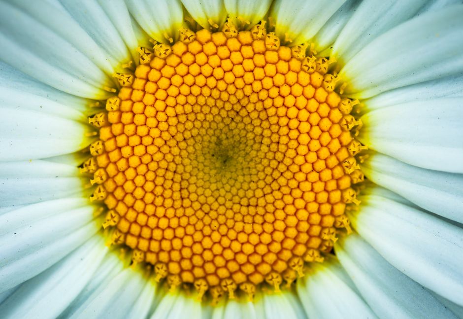 Stunning macro shot highlighting the intricate details of a daisy's center.
