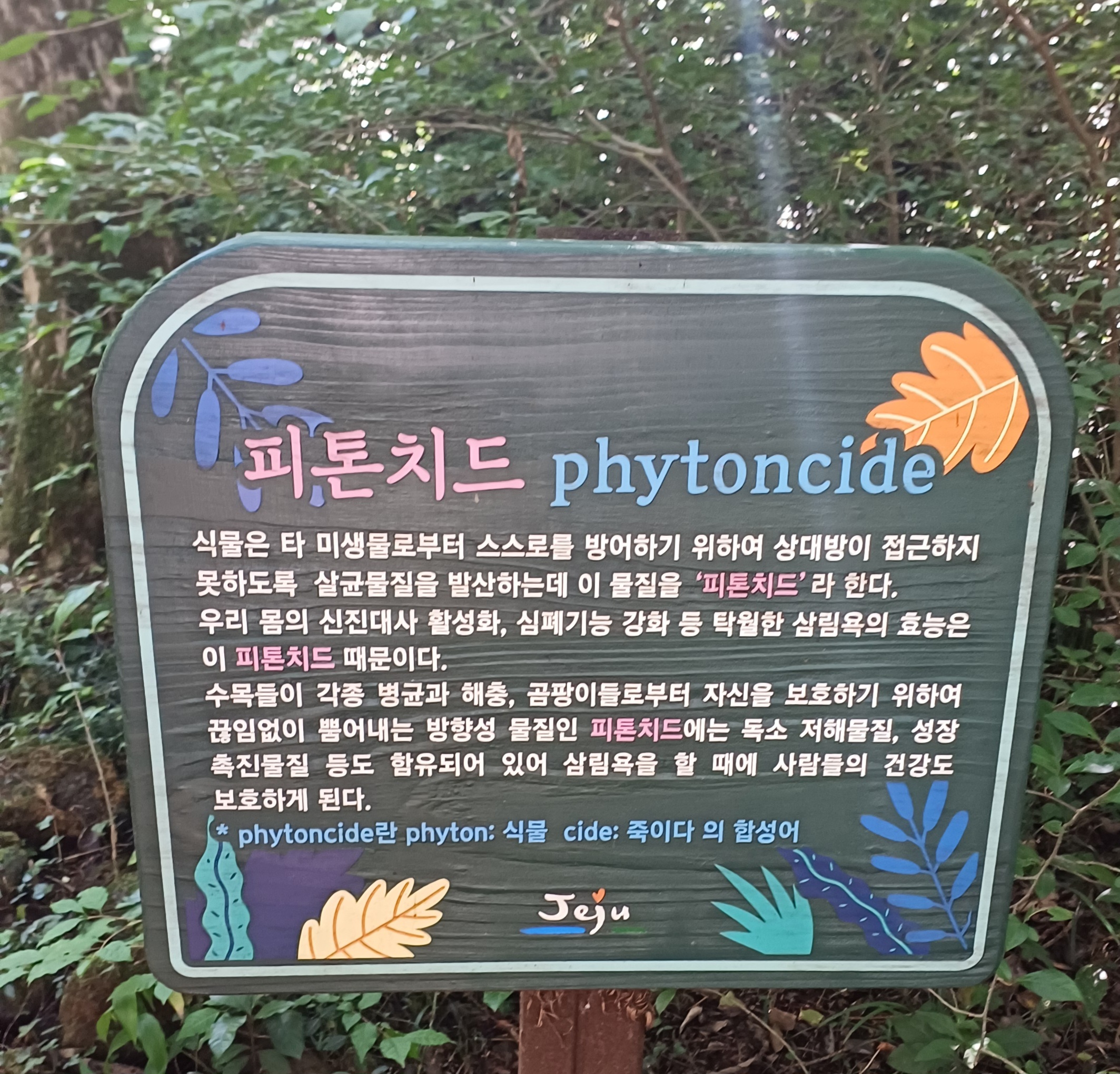 제주-비자림-21