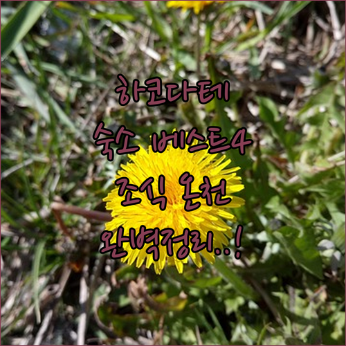 하코다테 자유여행 숙소 추천 4곳 위..
