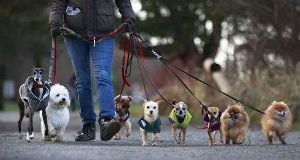 여러마리의 강아지 산책모습