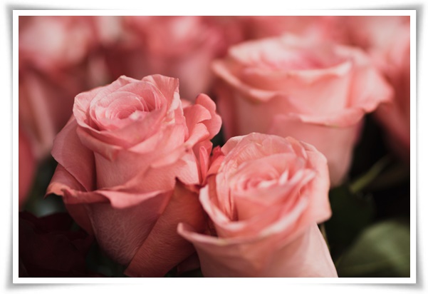 &quot;장미&quot; 천 년의 사랑을 품은 아름다움의 상징 매혹적인 꽃!고