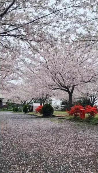 제주 벚꽃 명소 추천 아무도 모르는 명소_20