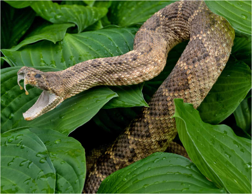 방울뱀-크기-종류1