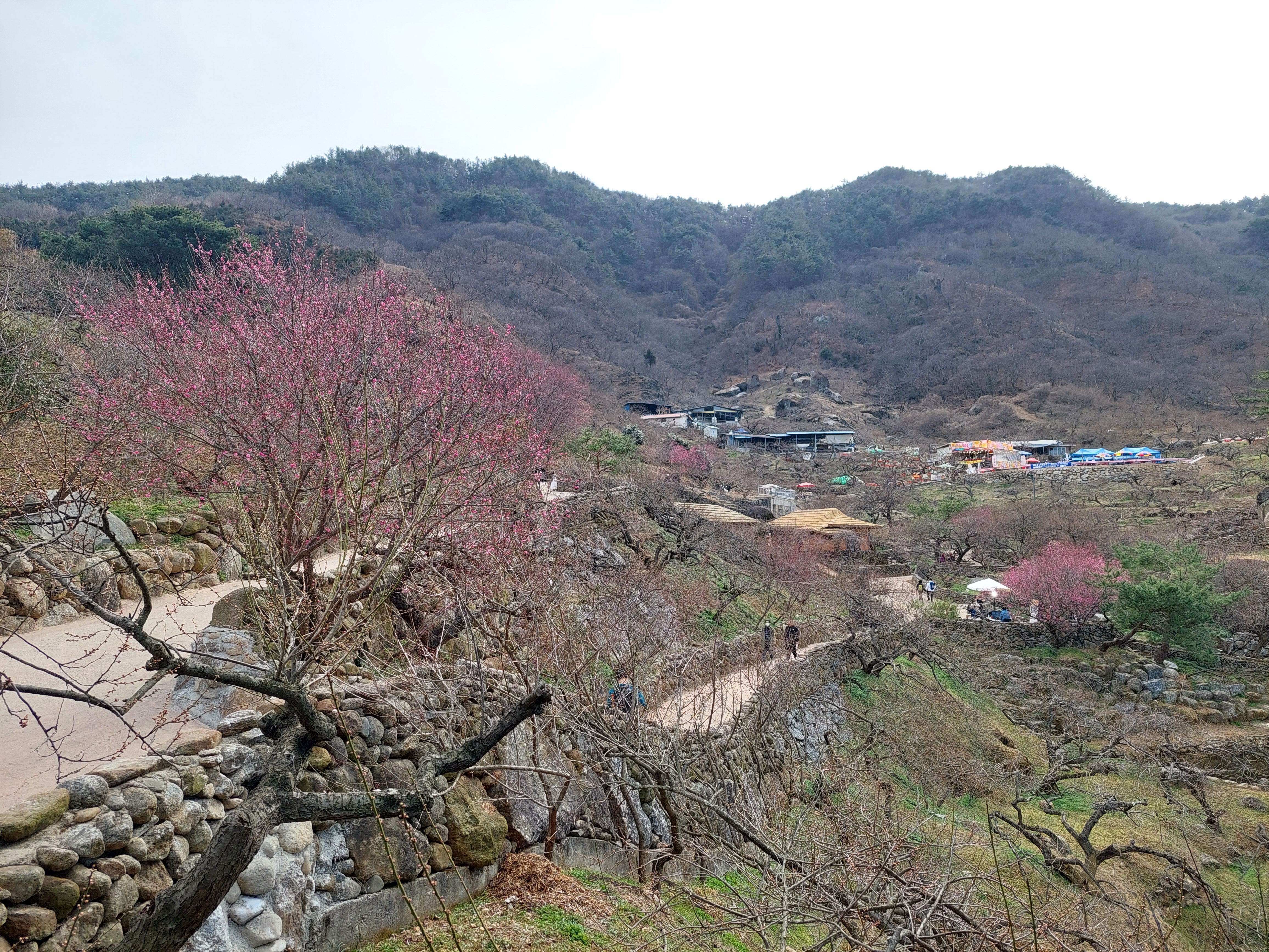 쫓비산