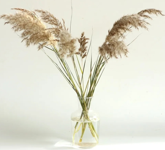 가을에 피는 꽃 종류 해바라기-갈대