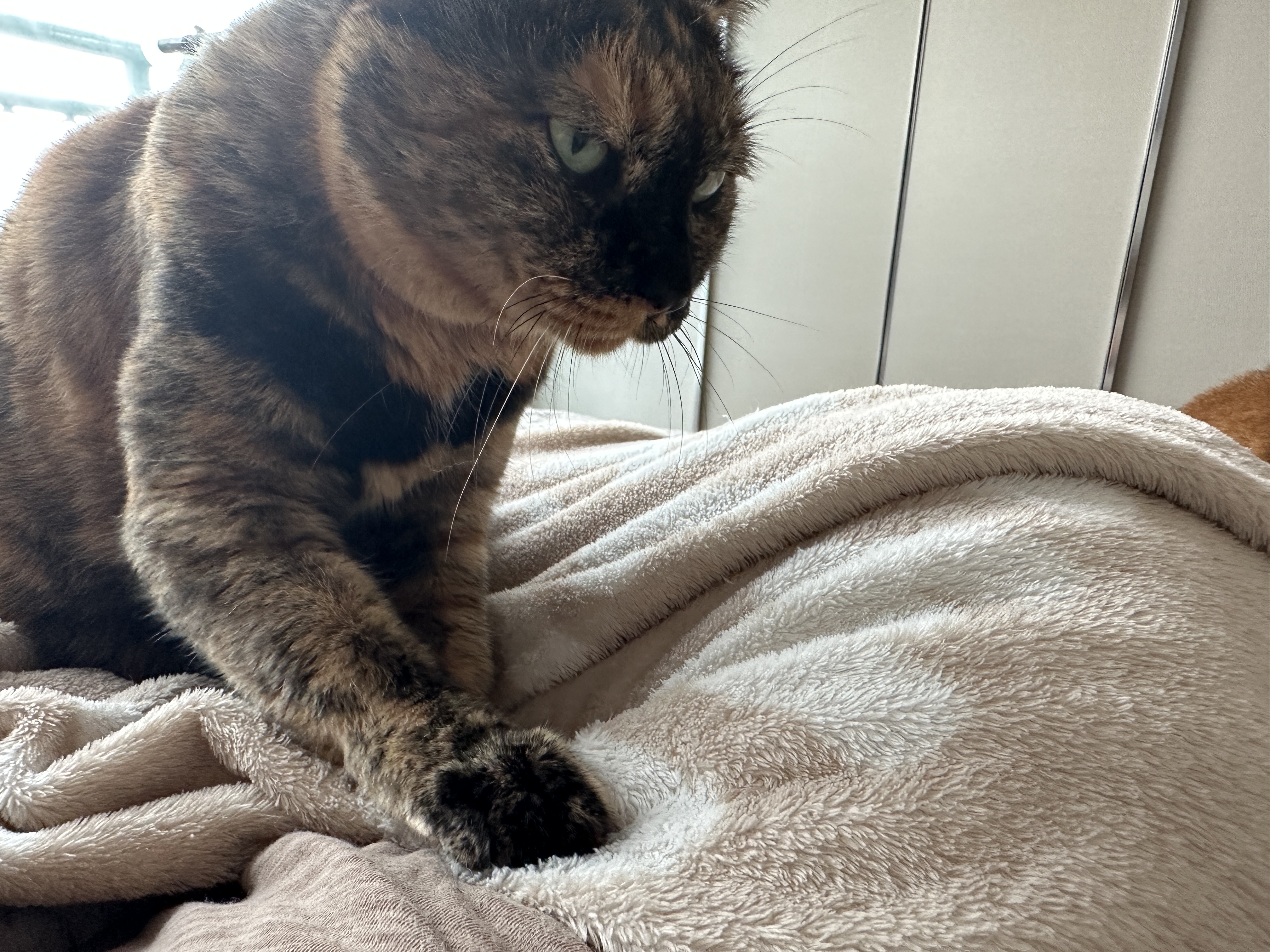 엄마_배에_꾹꾹이중인_사랑이