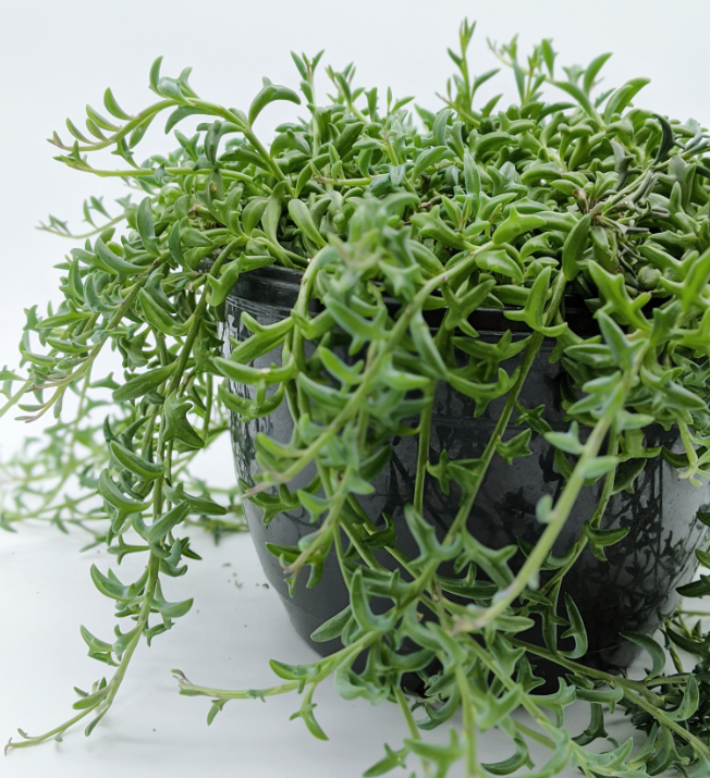 스프링 오브 돌핀