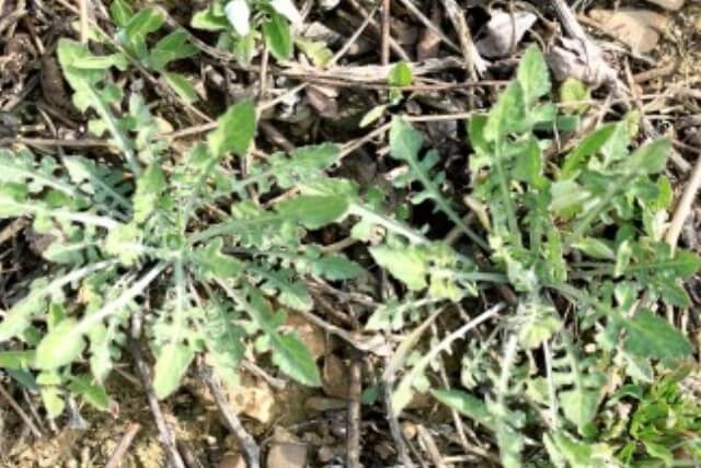 지칭개의 효능 6가지와 먹는 법&amp;#44; 꽃말&amp;#44; 부작용