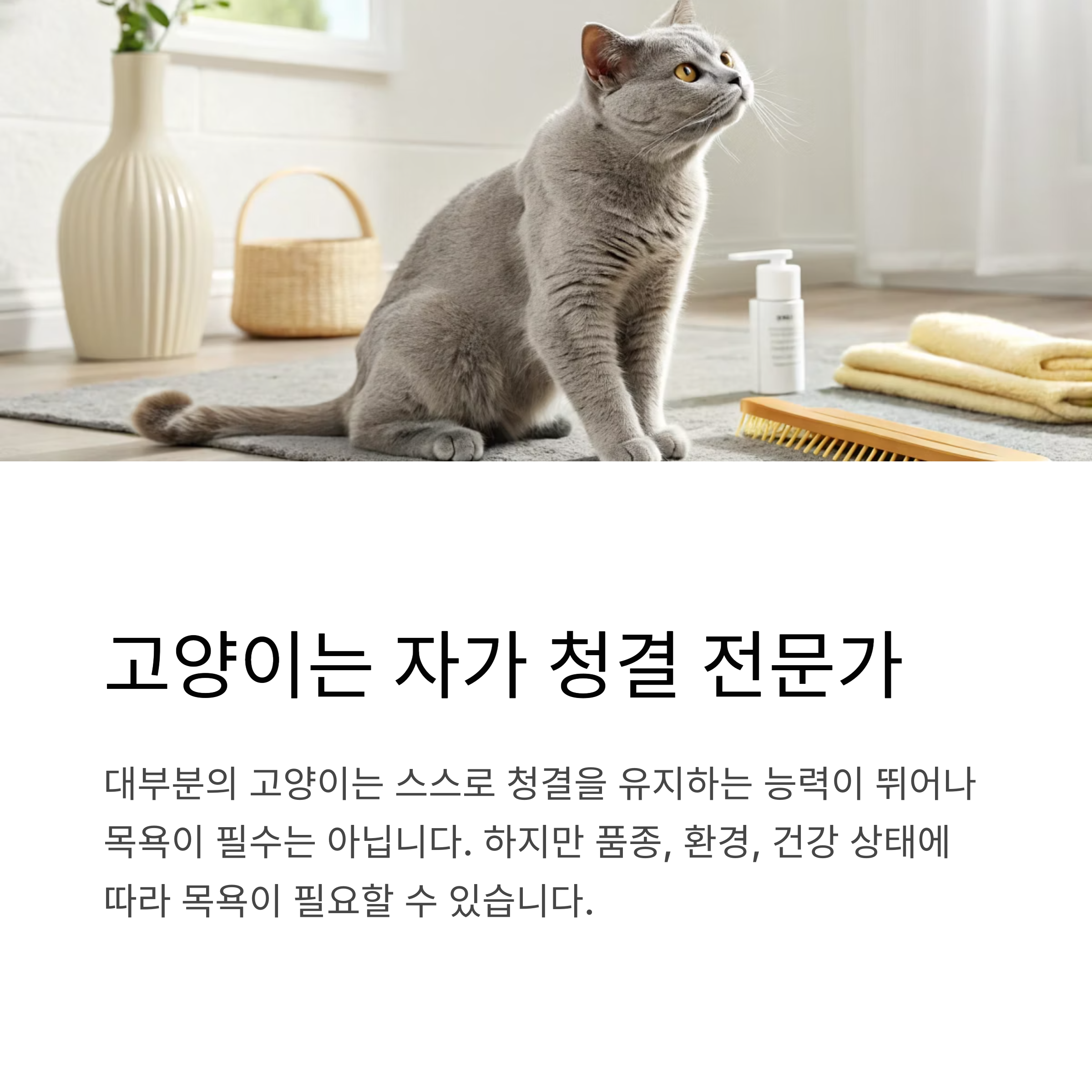 고양이는 자가 청결 전문가