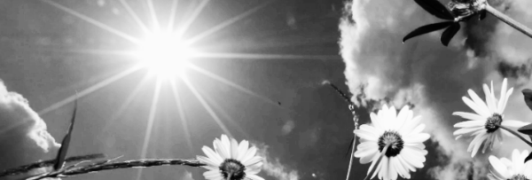 식물 키우기 남향 햇빛