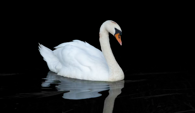 차이코프스키의 백조의 호수의 '백조' 사진
