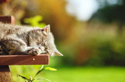 잠자는 고양이의 이미지