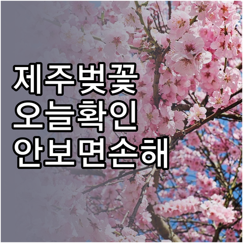 제주 벚꽃 개화 일정과 지역별 절정 ..