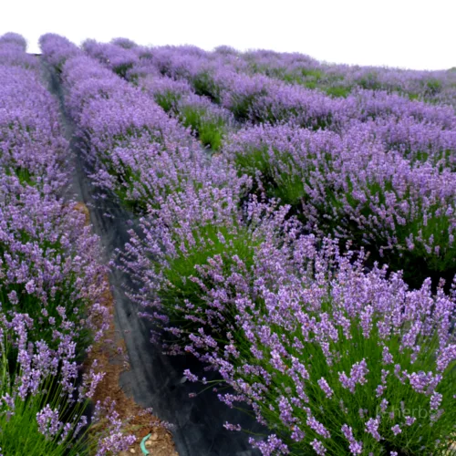 재배중인 라벤더 밭