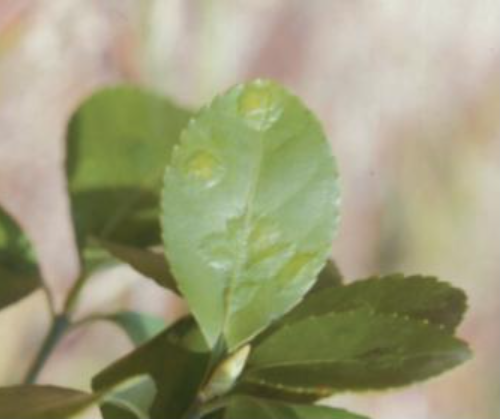 사철나무혹파리