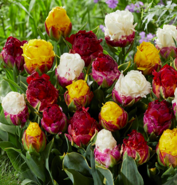 ice cream tulip
