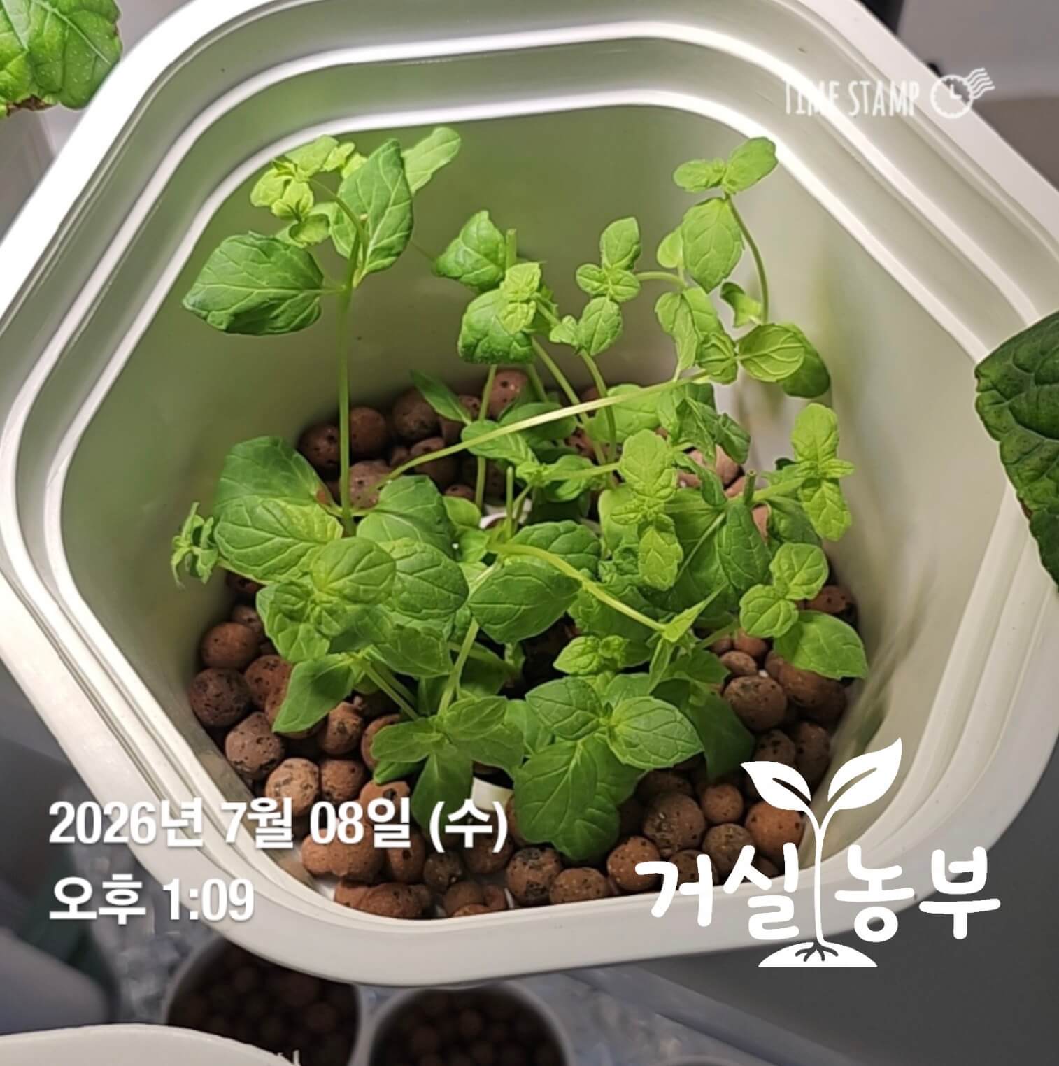 수경재배기 빈칸에 물꽂이한 뒤 새잎과 줄기가 자라고 있는 페퍼민트