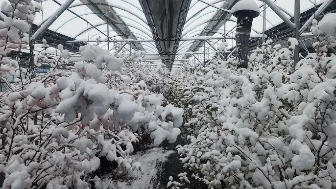 관수 방식 비교 드립 점적 스프링클러 살수장치 선택_3