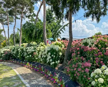 공주 수국축제 유구색동 수국 정원 꽃축제_13