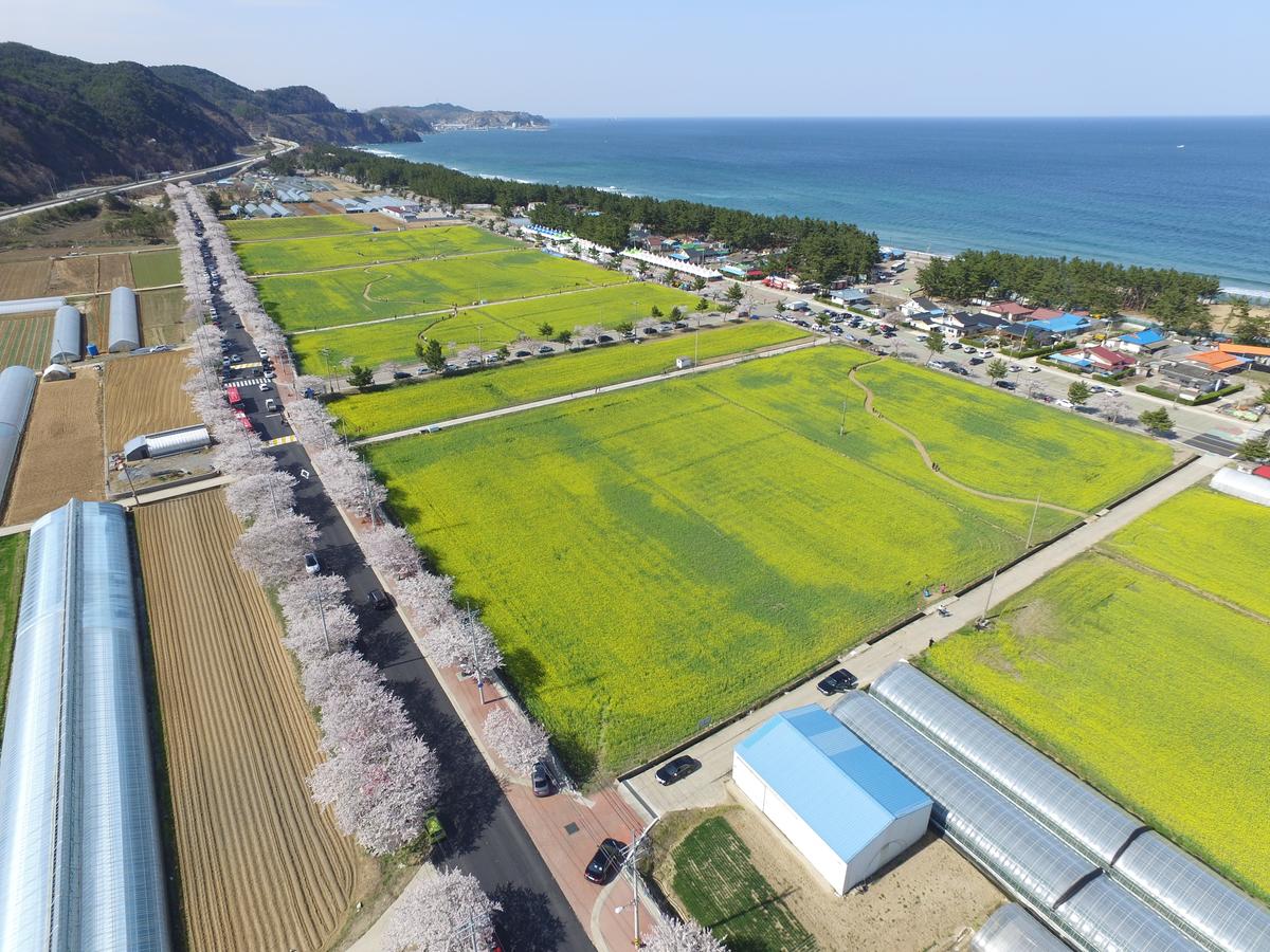 삼척 맹방 유채꽃축제