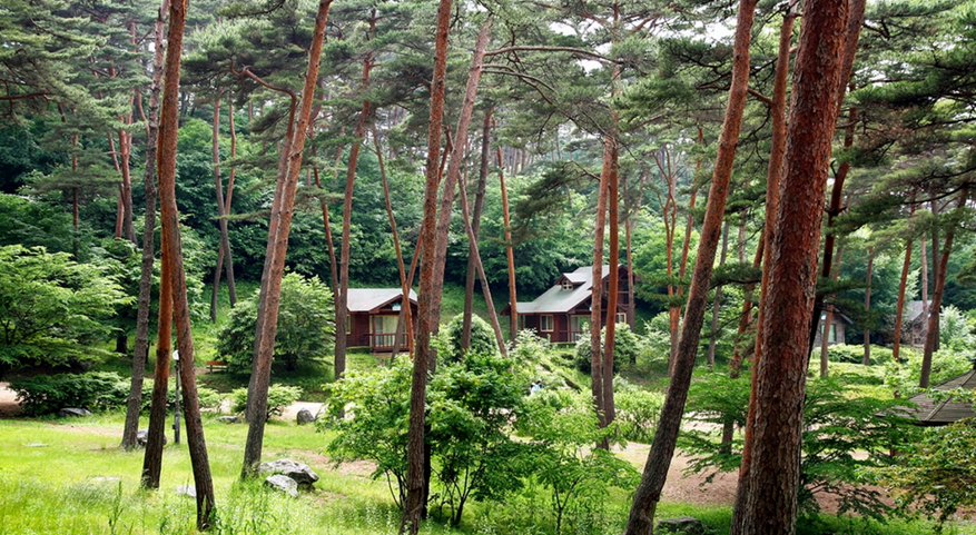 안면도-자연휴양림-전경