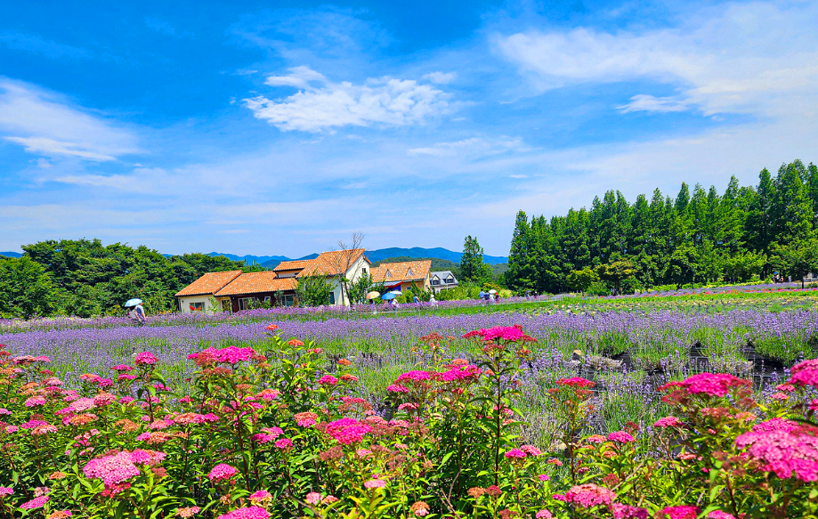 하늬라벤더팜 라벤더
