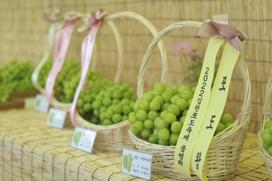 2025 김천포도축제, 샤인머스켓·포도따기 체험과 가족 먹거리 여행