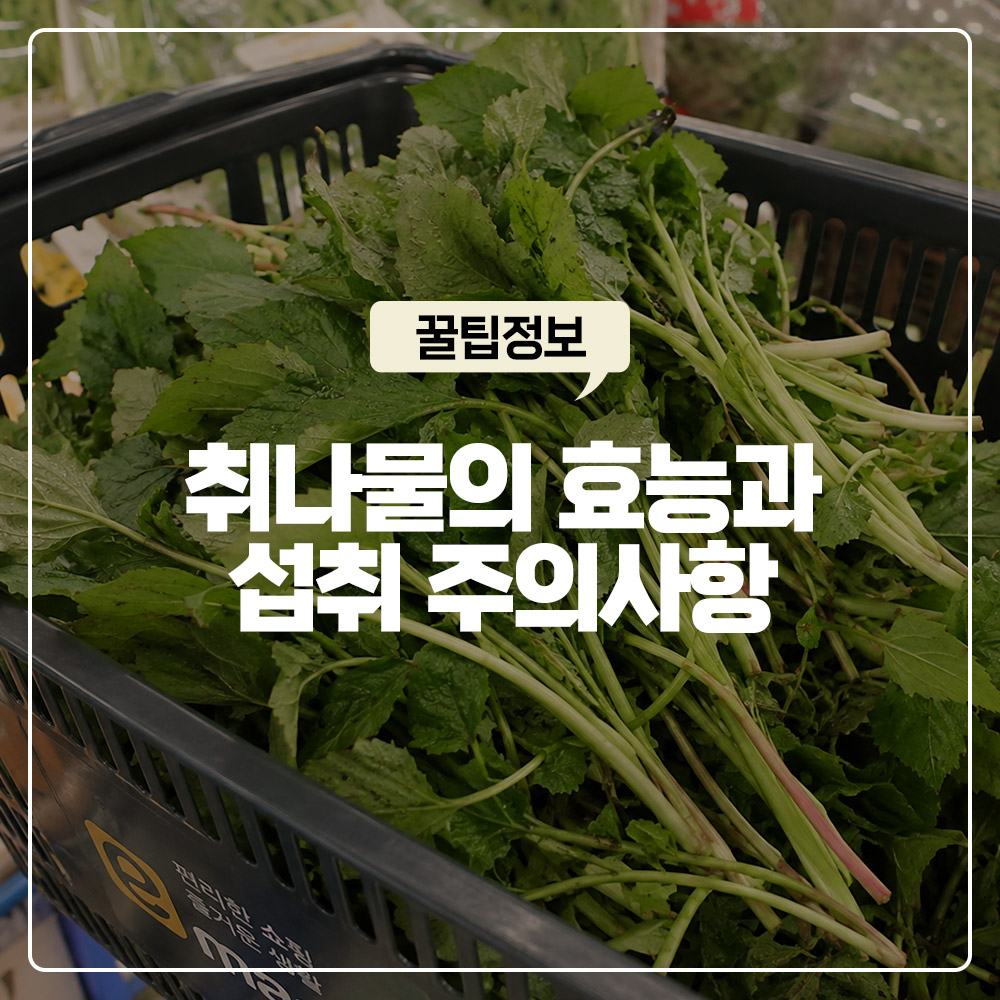 봄의-보약,-취나물의-놀라운-효능-5가지와-섭취-전-필수-주의사항