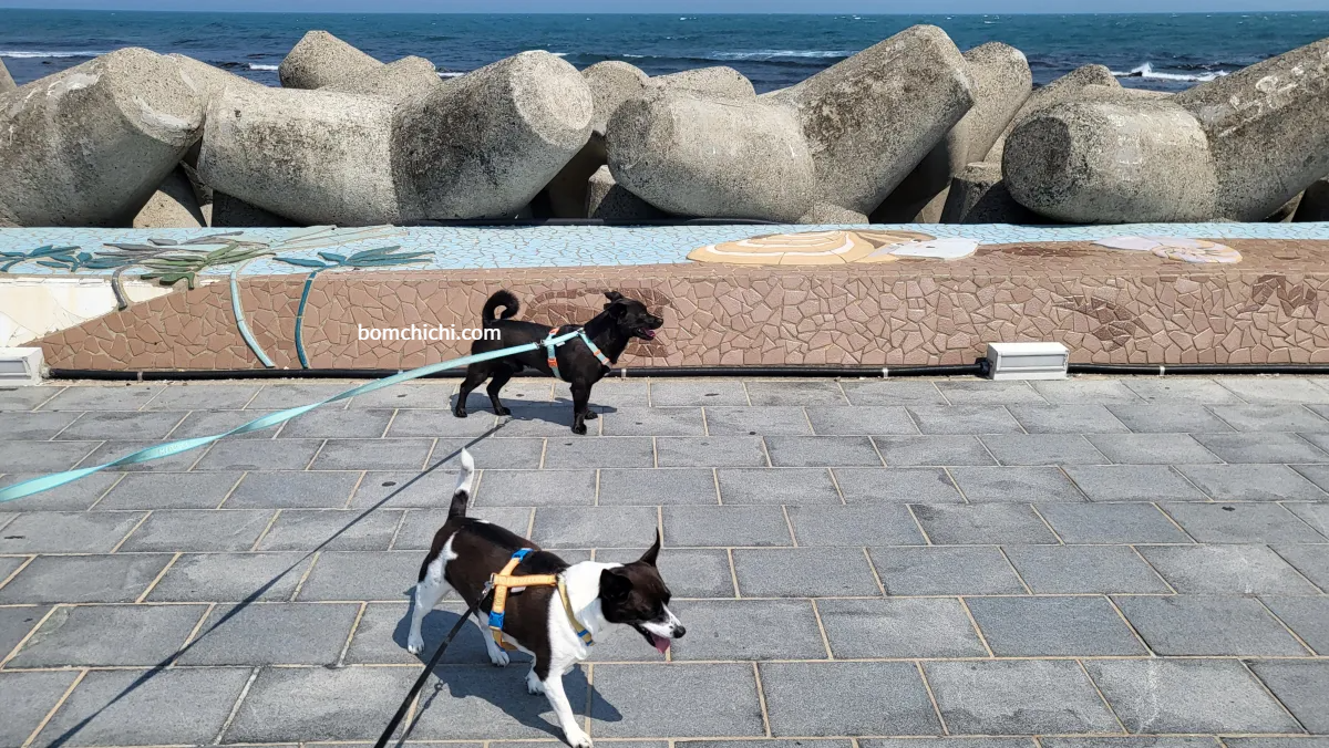 다리를 건너고 있는 해치와 보미