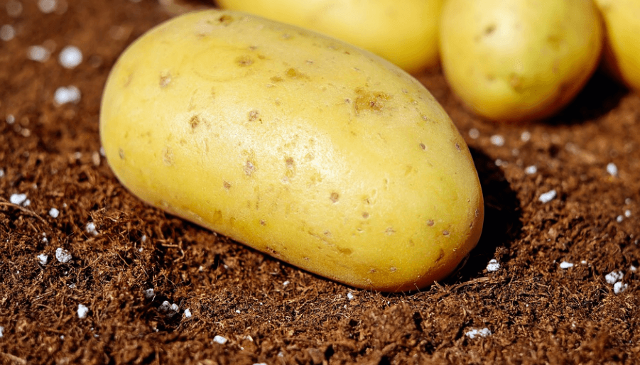 위산과다 증상에 좋은 음식 감자가 놓여져 있다