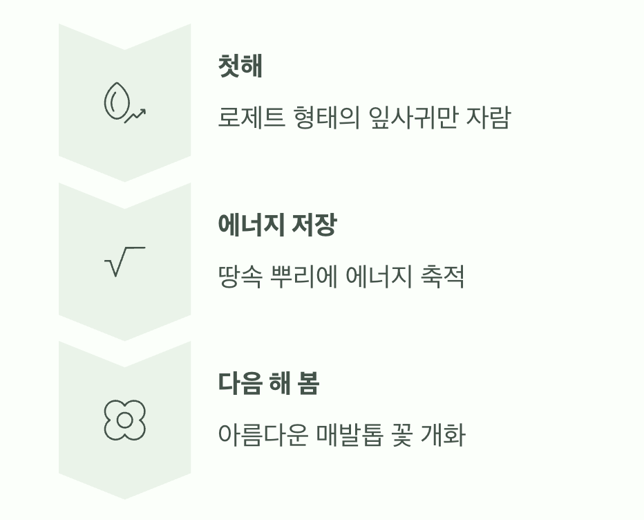 첫해의 인내&amp;#44; 꽃은 내년에 만나요