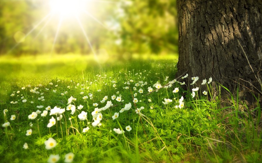 밝은 햇살을 받고 피어난 야생화 사진