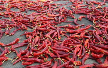 고추모종 심는 시기 놓치면 1