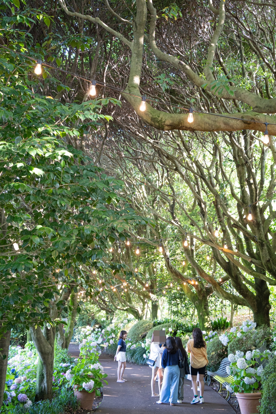 카멜리아힐 수국