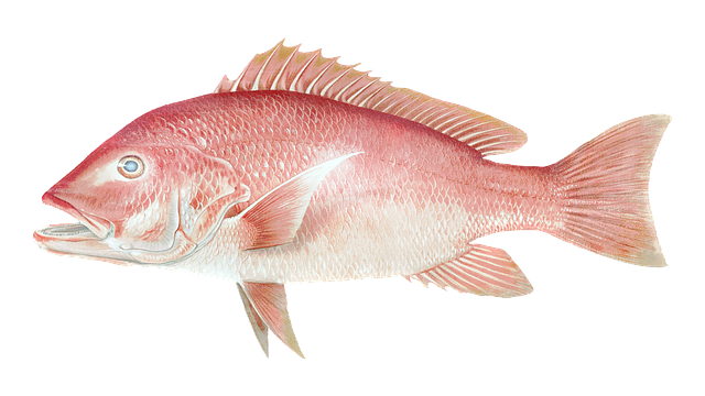 붉은도미이미지