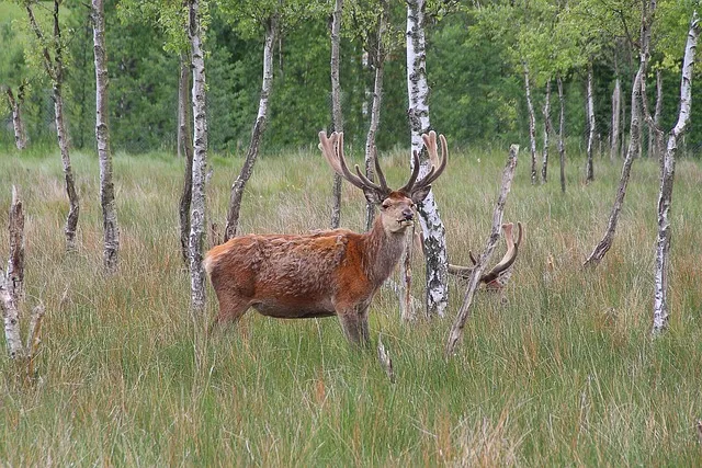 녹용 선물 액기스 캡슐 스틱 체질과 예산에 맞춘 섭취 가이드_9