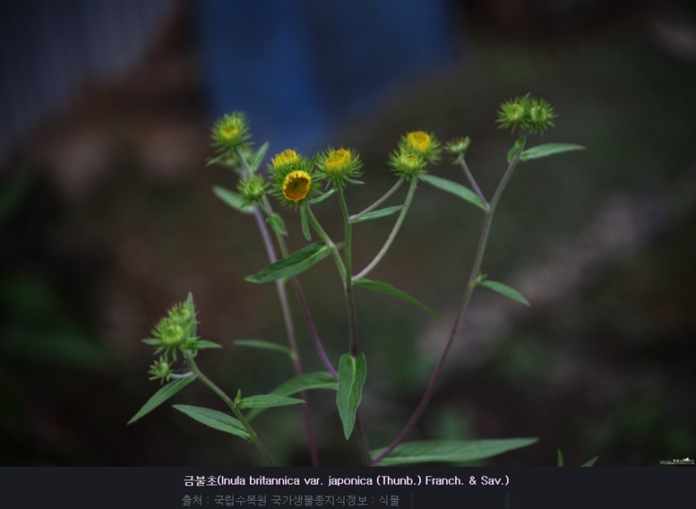 금불초 효능과 부작용, 복용방법