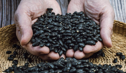 서리태 효능과 부작용 서리태 콩물 만드는 방법 총정리(24년 Ver) 