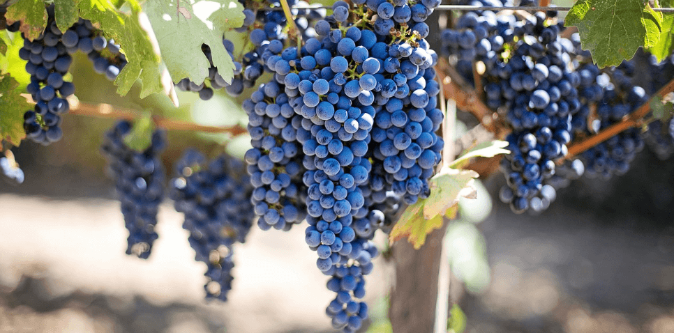 눈에 좋은 과일 포도