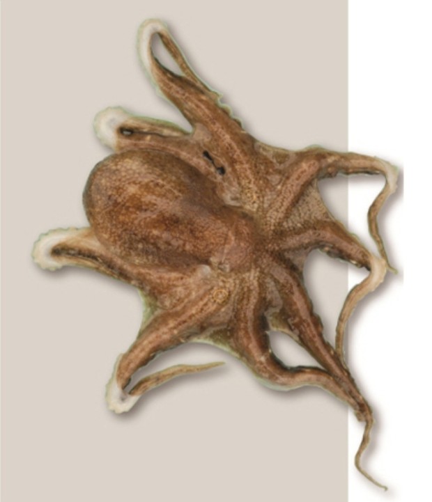 무창포 신비의 바닷길 주꾸미 도다리 축제