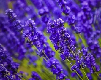 히솝 재배 씨 뿌리기 통풍 관리 허브 차 활용_9